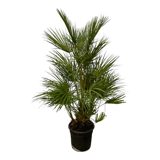 Chamaerops Humilis Zwergpalme – 130 cm, Ø 24 cm