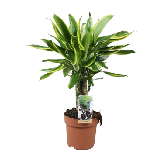 Dracaena Golden Coast – Pflegeleichter Drachenbaum Ø17cm