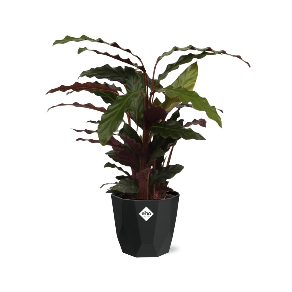 Calathea Rufibarba ‘Tropistar’ – Tropische Zimmerpflanze im schwarzen Topf