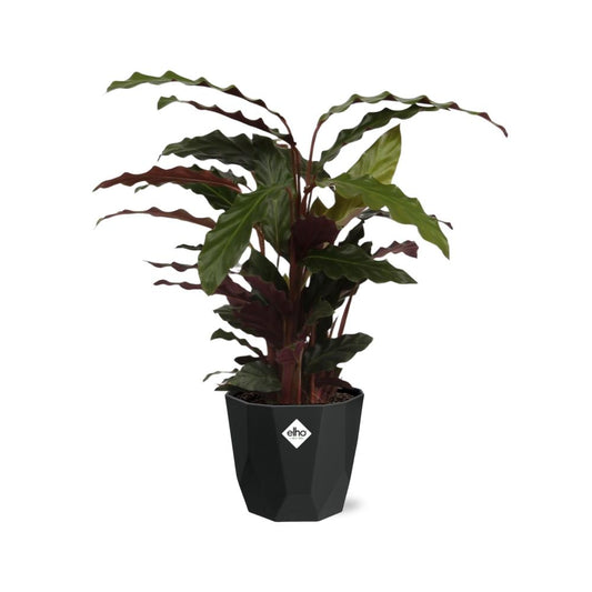 Calathea Rufibarba ‘Tropistar’ – Tropische Zimmerpflanze im schwarzen Topf