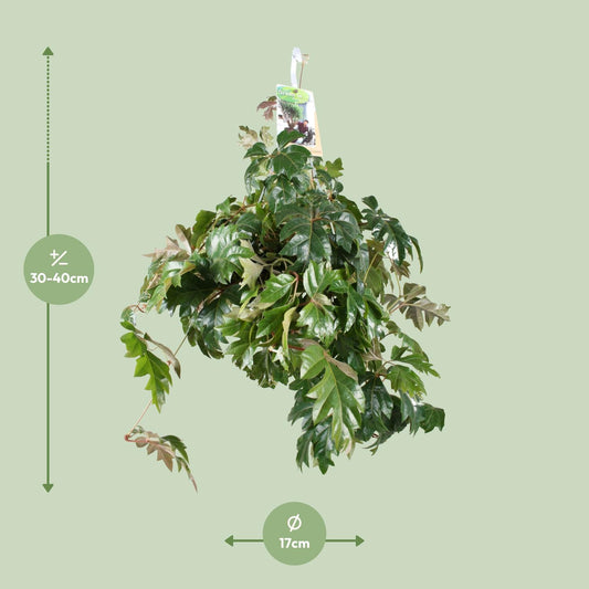 Cissus Rhombifolia Ellen Danica – Pflegeleichte Kletterpflanze Ø17cm