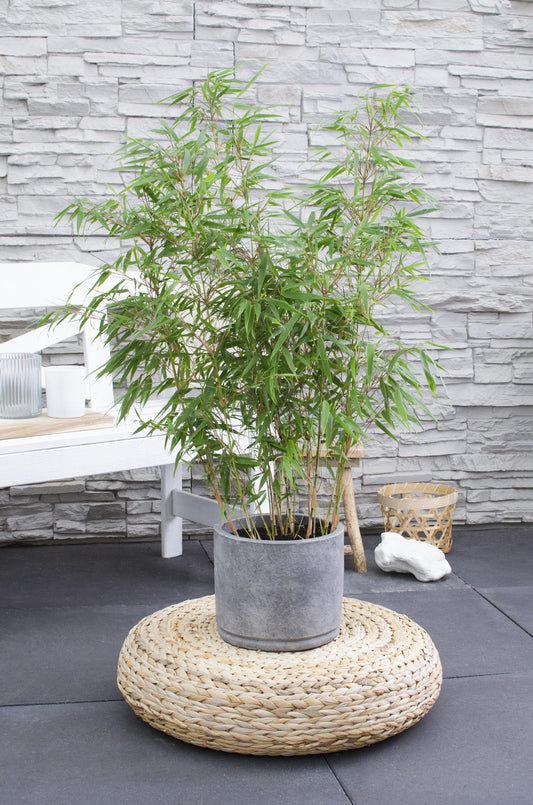 Fargesia rufa Bambus – kompakt & pflegeleicht Ø29cm