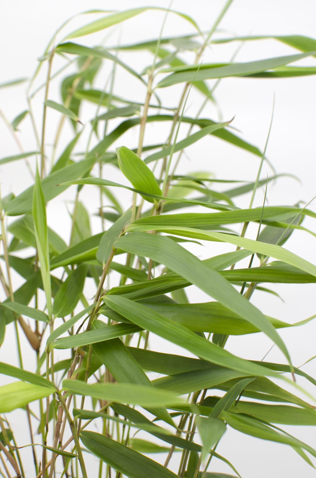 Fargesia robusta 'Pingwu' – Pflegeleichter Bambus Ø14cm, 40cm Höhe