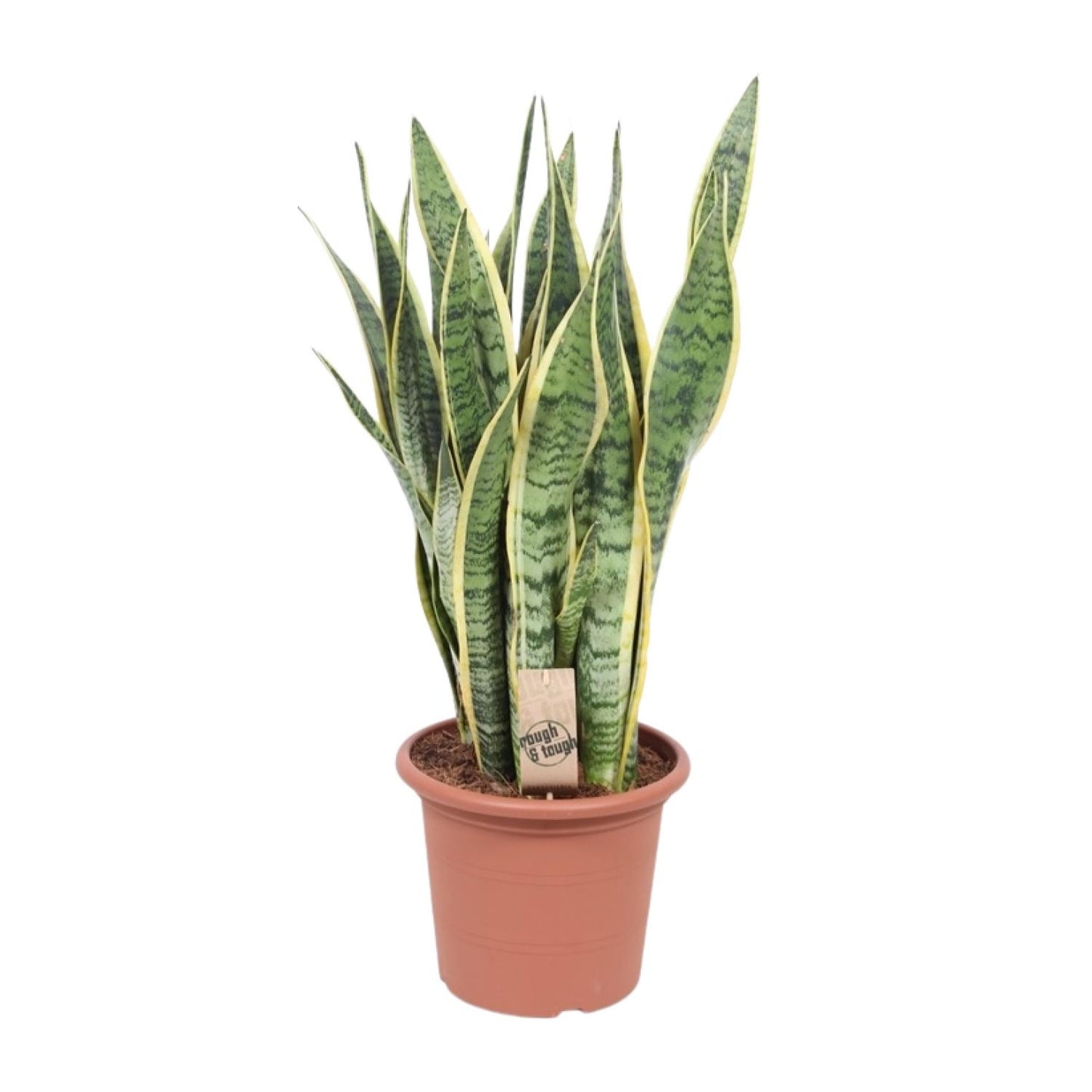 Sansevieria Trifasciata Laurentii – Pflegeleichte Schlangenpflanze Ø25cm