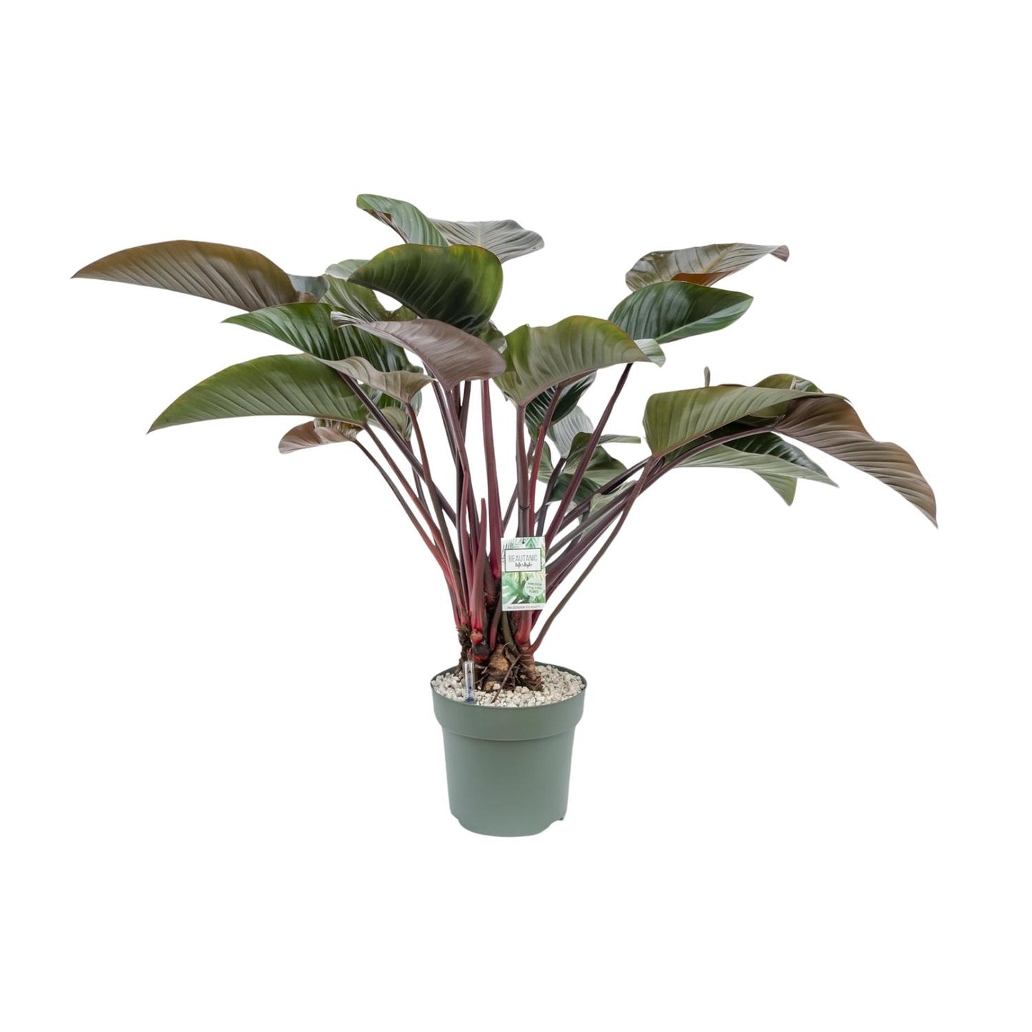 Philodendron Red Beauty – Pflegeleichte XXL Zimmerpflanze Ø30cm