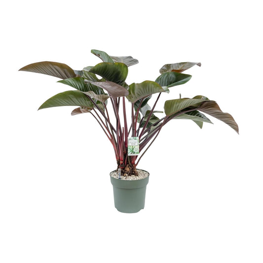 Philodendron Red Beauty – Pflegeleichte XXL Zimmerpflanze Ø30cm