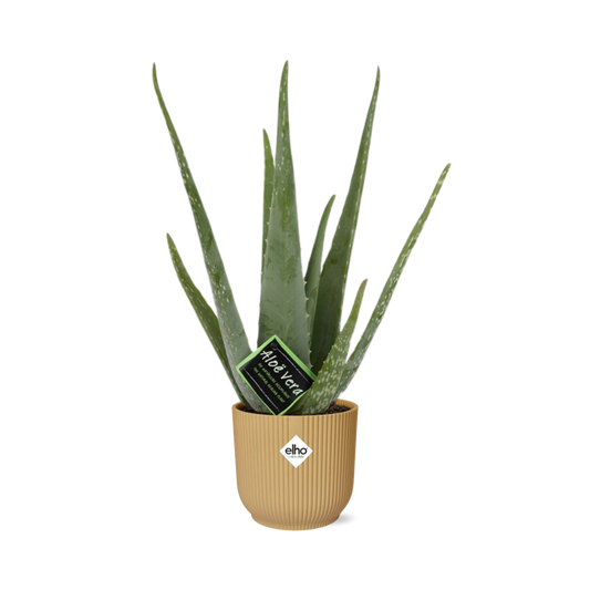 Aloe Vera 12cm im ELHO Vibes Fold 14cm gelb – Pflegeleicht & Luftreinigend