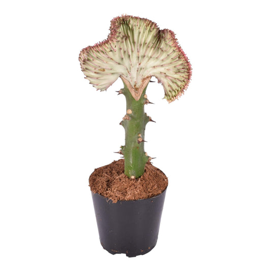Euphorbia lactea Cristata – Korallen-Kaktus, 30 cm