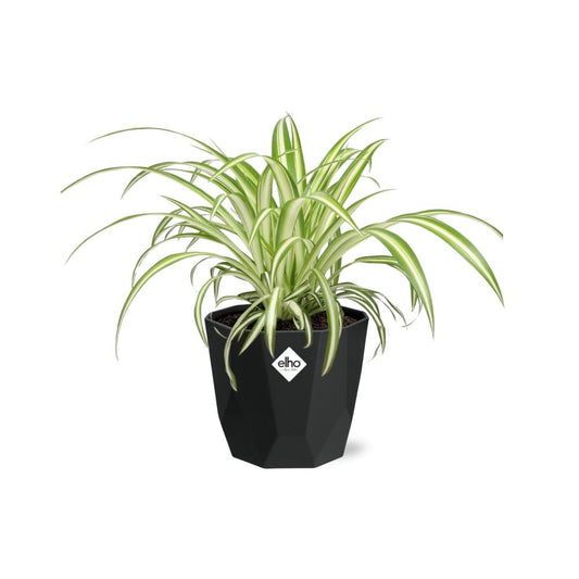 Chlorophytum Comosum Variegatum – Pflegeleichte Grünlilie im 14cm Topf