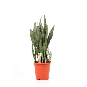 Sansevieria Zeylanica Ø21cm - Pflegeleicht & Robust