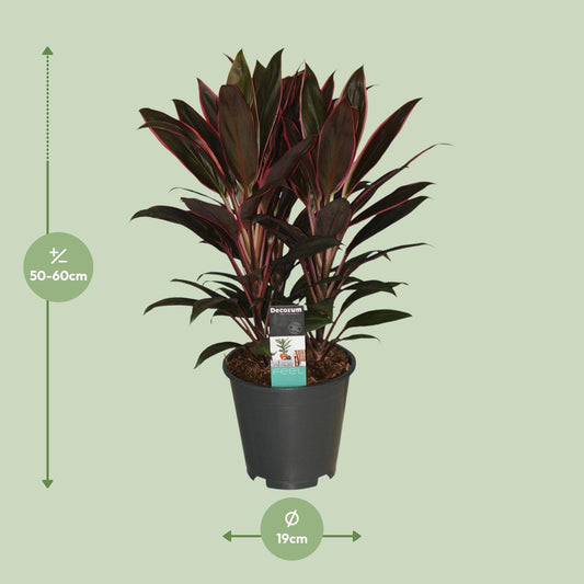 Cordyline Rumba – Exotische Zimmerpflanze Ø19cm, 55cm hoch