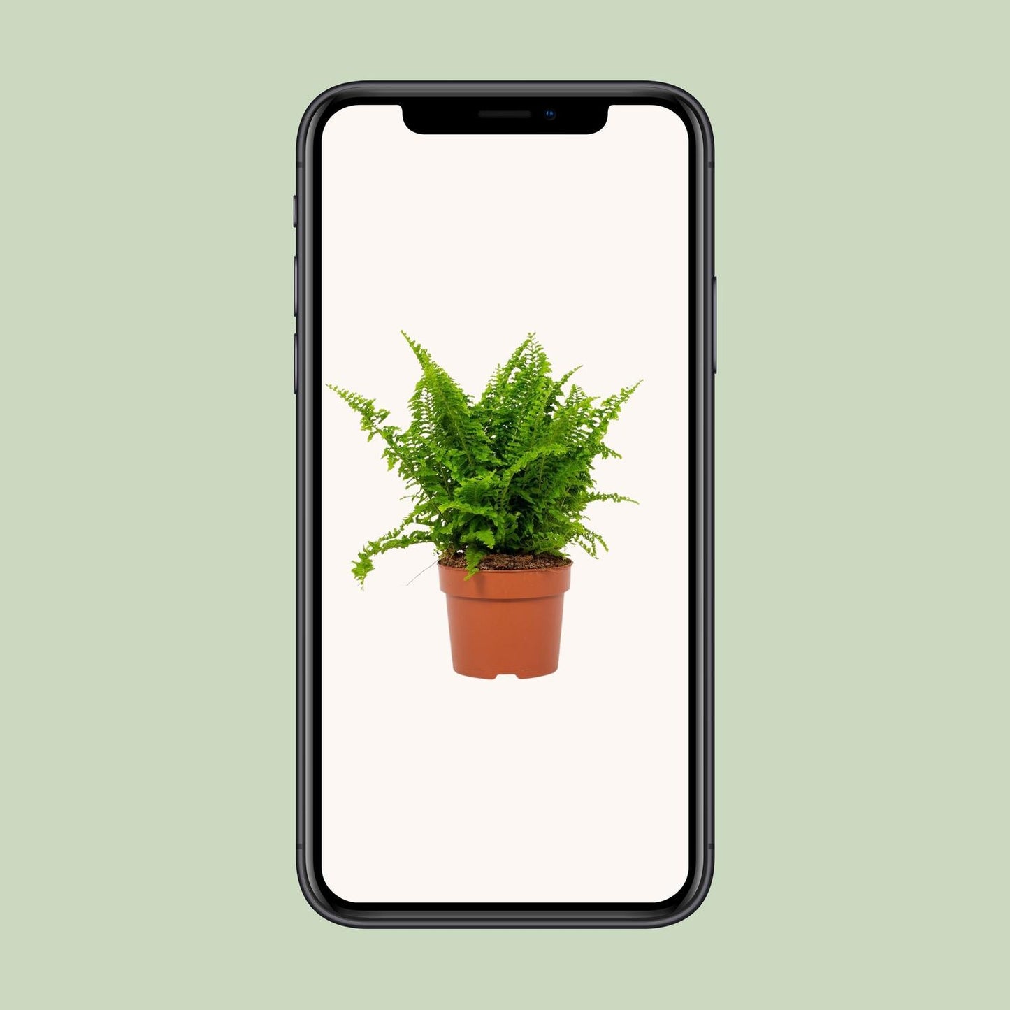Bostonfarn Nephrolepis Vitale Ø12cm – Pflegeleicht & Luftreinigend