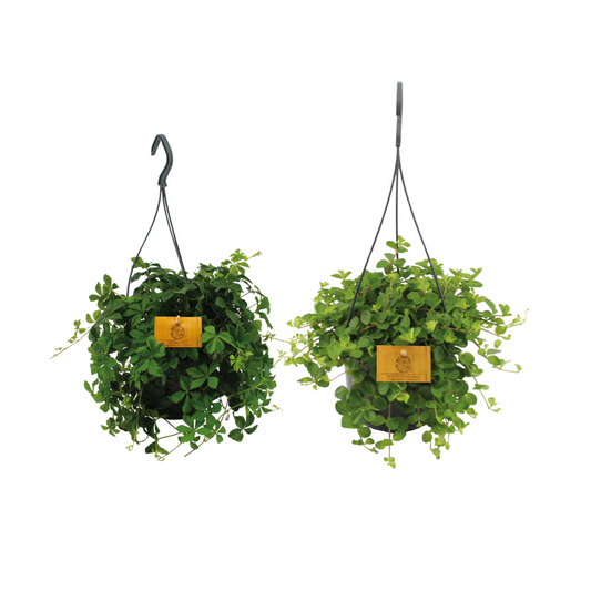 Hängepflanzen-Duo – 2 pflegeleichte Hängepflanzen Ø15cm