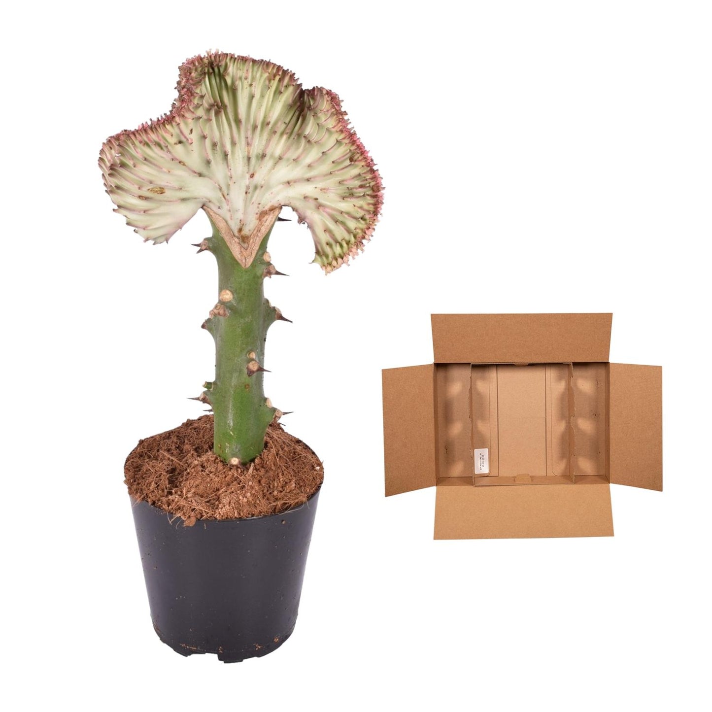 Euphorbia lactea Cristata Korallen-Kaktus 35 cm