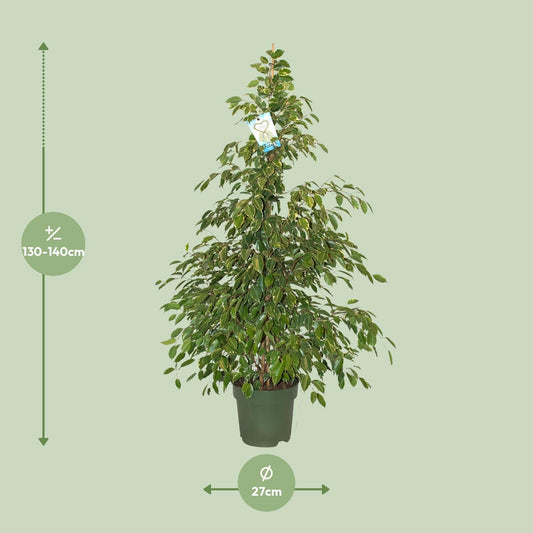 Ficus Benjamina Golden King – Pflegeleichter Blattschmuck Ø27cm