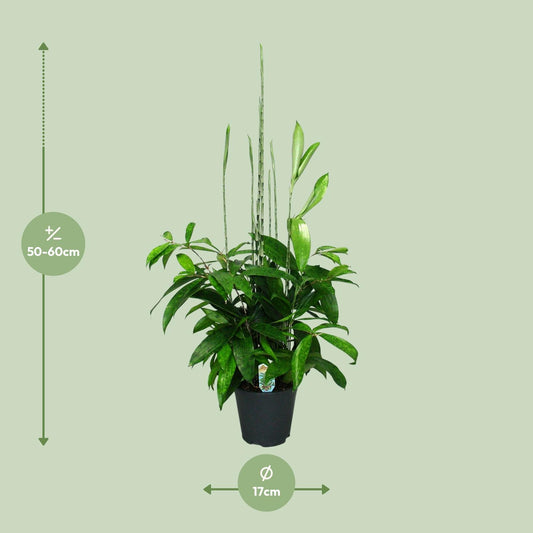 Dracaena Surculosa – Eleganter Drachenbaum Ø17cm, 60cm hoch
