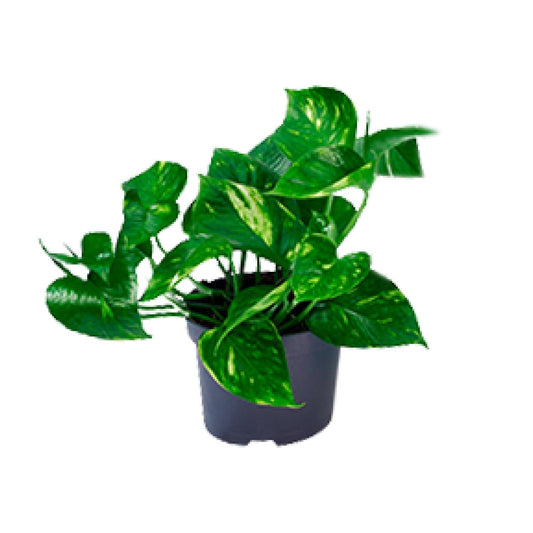 Epipremnum Aureum – Pflegeleichte Kletterpflanze Ø12cm