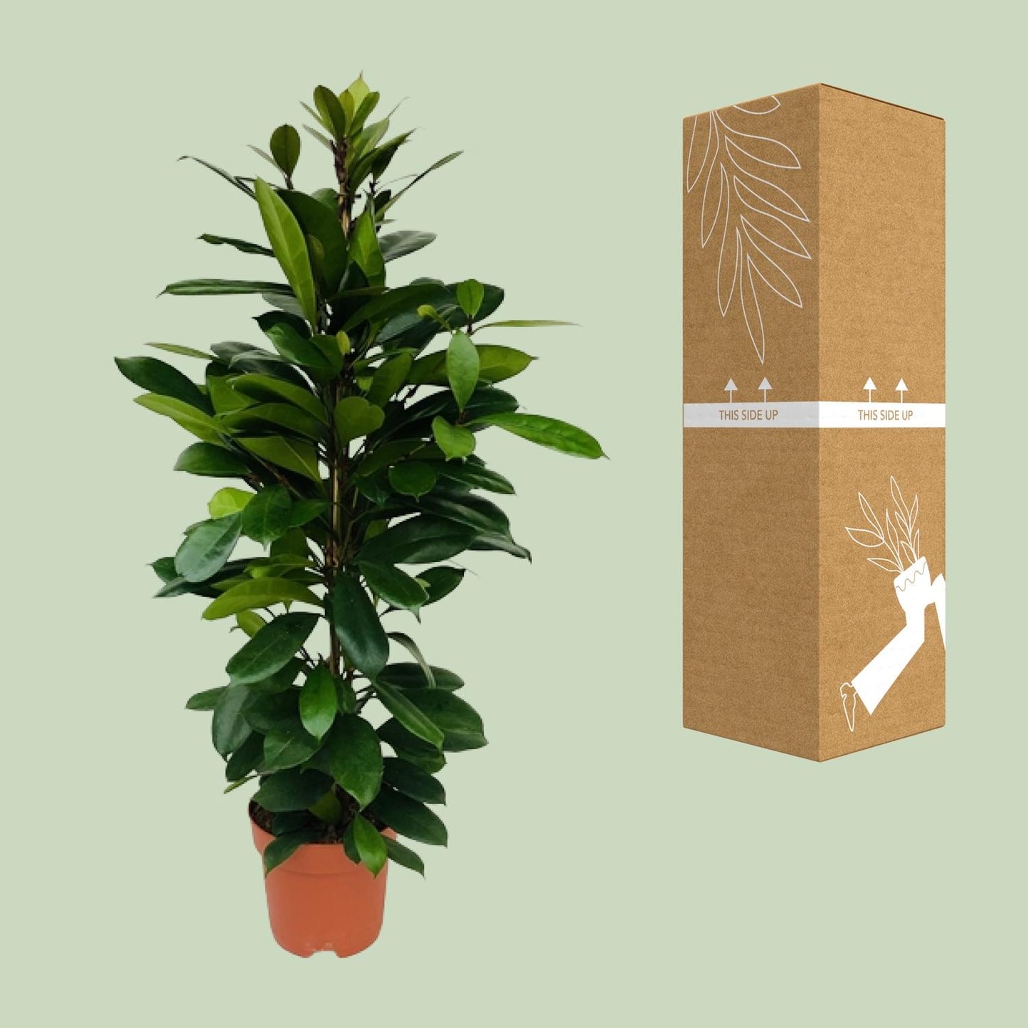Ficus Cyathistipula – Pflegeleichte XXL-Zimmerpflanze Ø21cm