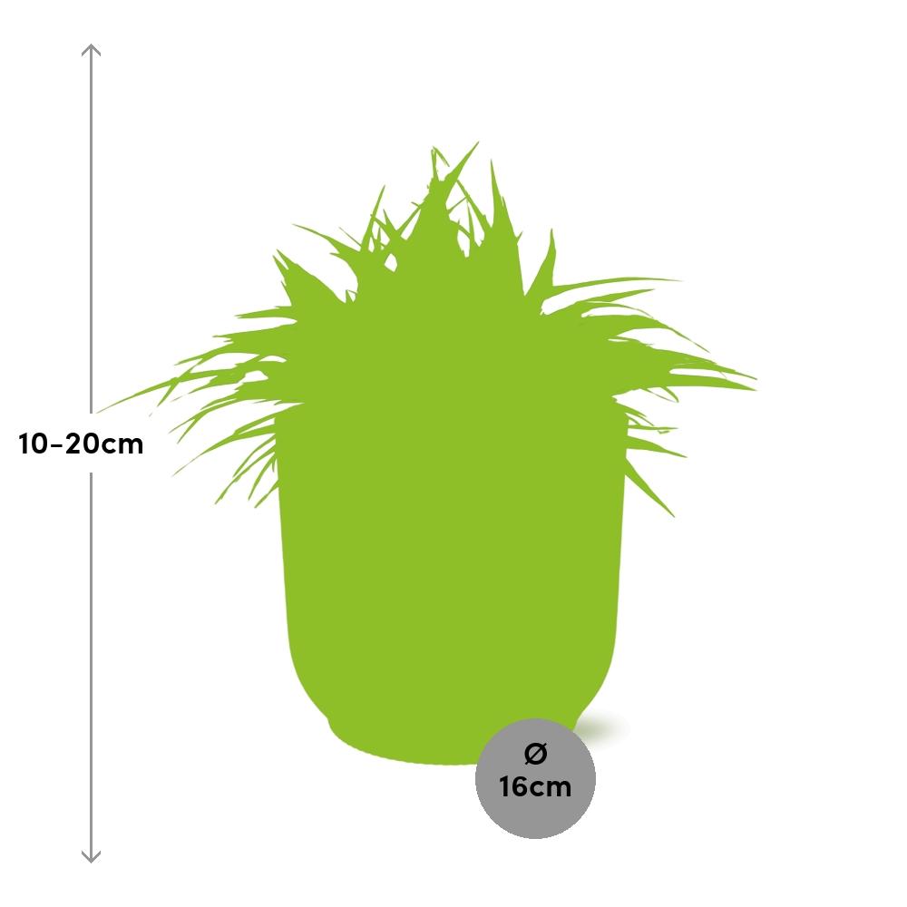 Chlorophytum Ocean 15cm in ELHO Vibes Fold 16cm Gelb