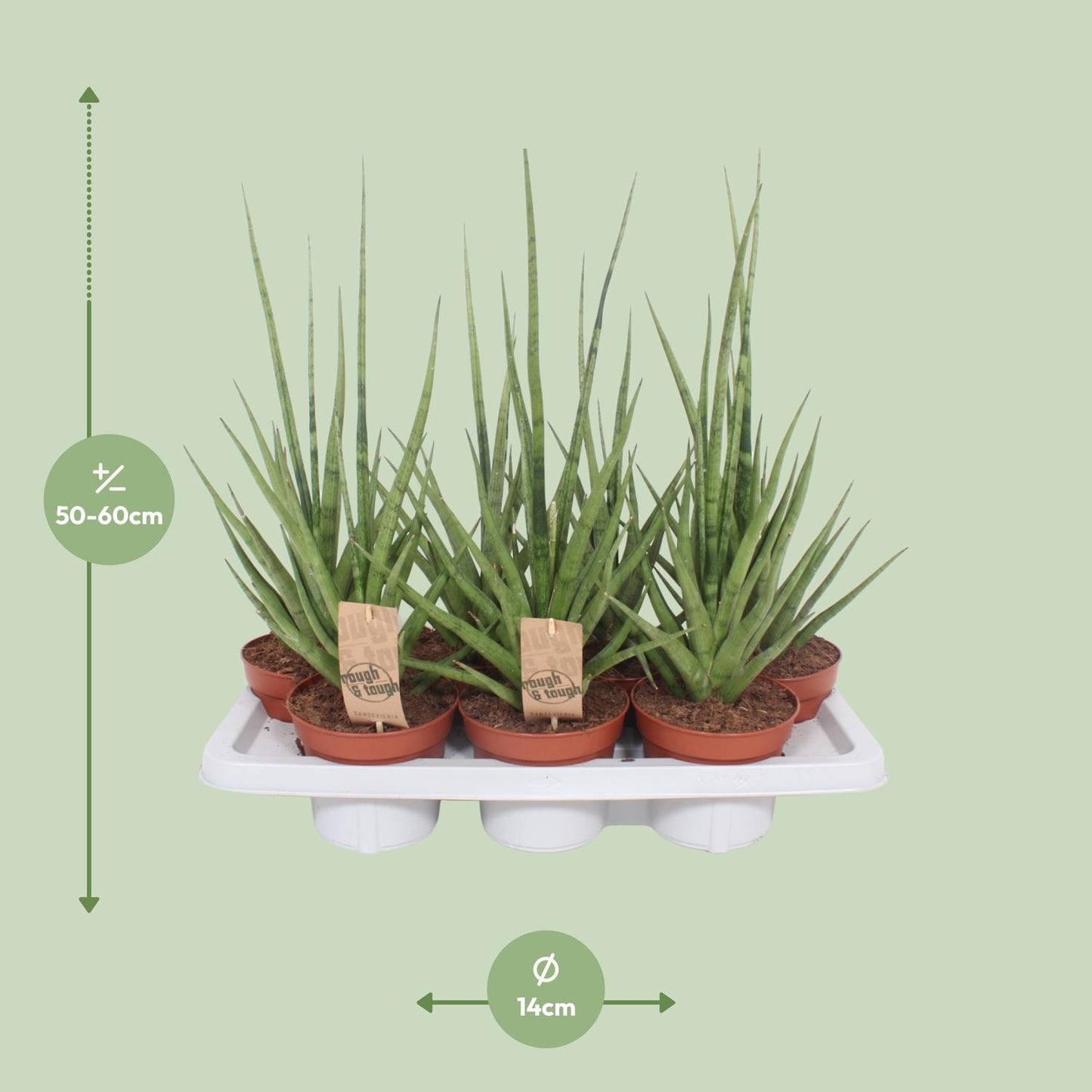 Sansevieria Gracilis Grey – Pflegeleichte Schwiegermutterzunge Ø14cm