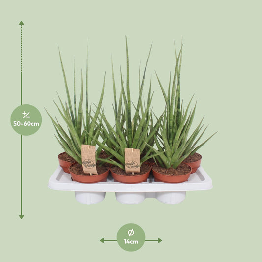 Sansevieria Gracilis Grey – Pflegeleichte Schwiegermutterzunge Ø14cm