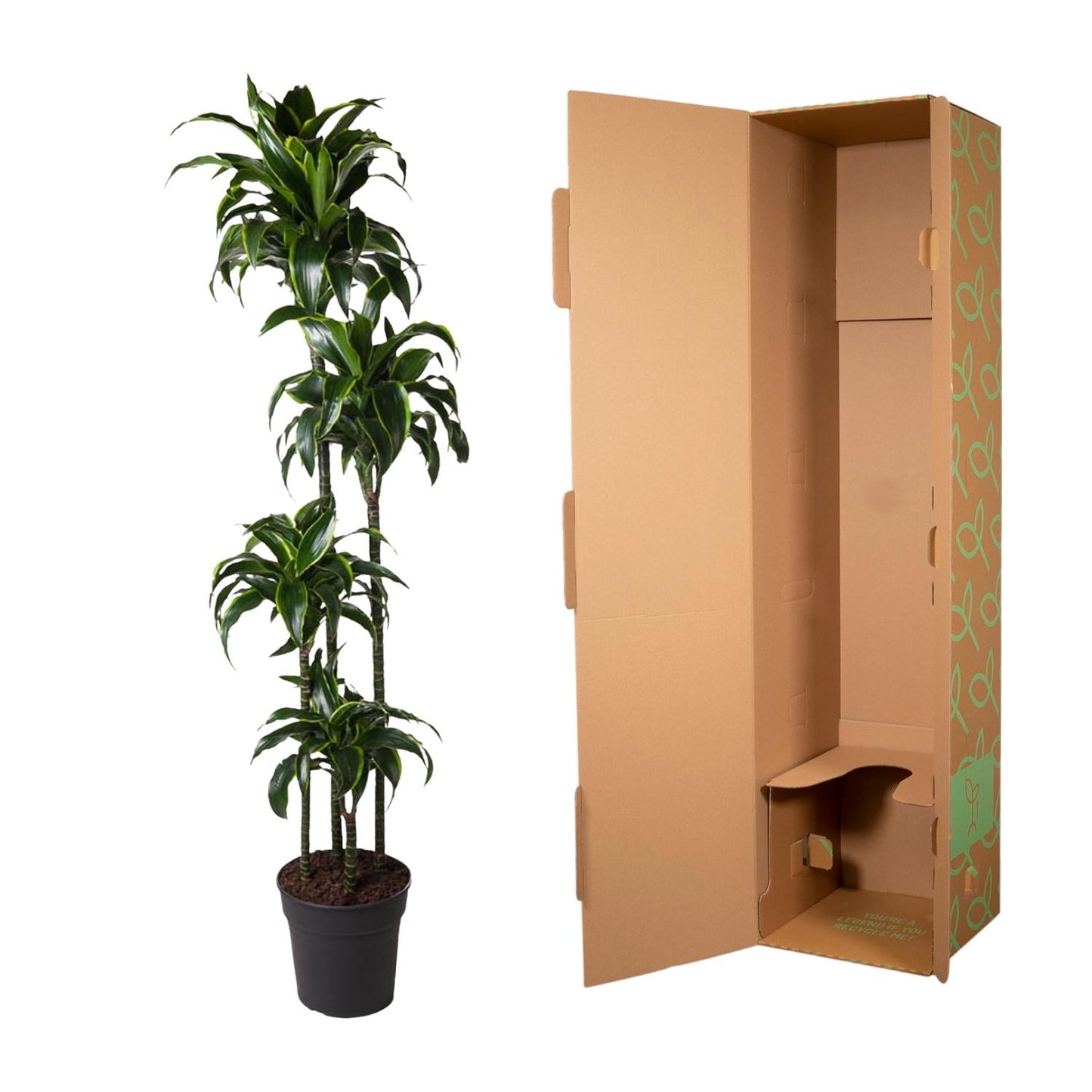 Dracaena Dorado – 170 cm, pflegeleichte XXL-Zimmerpflanze