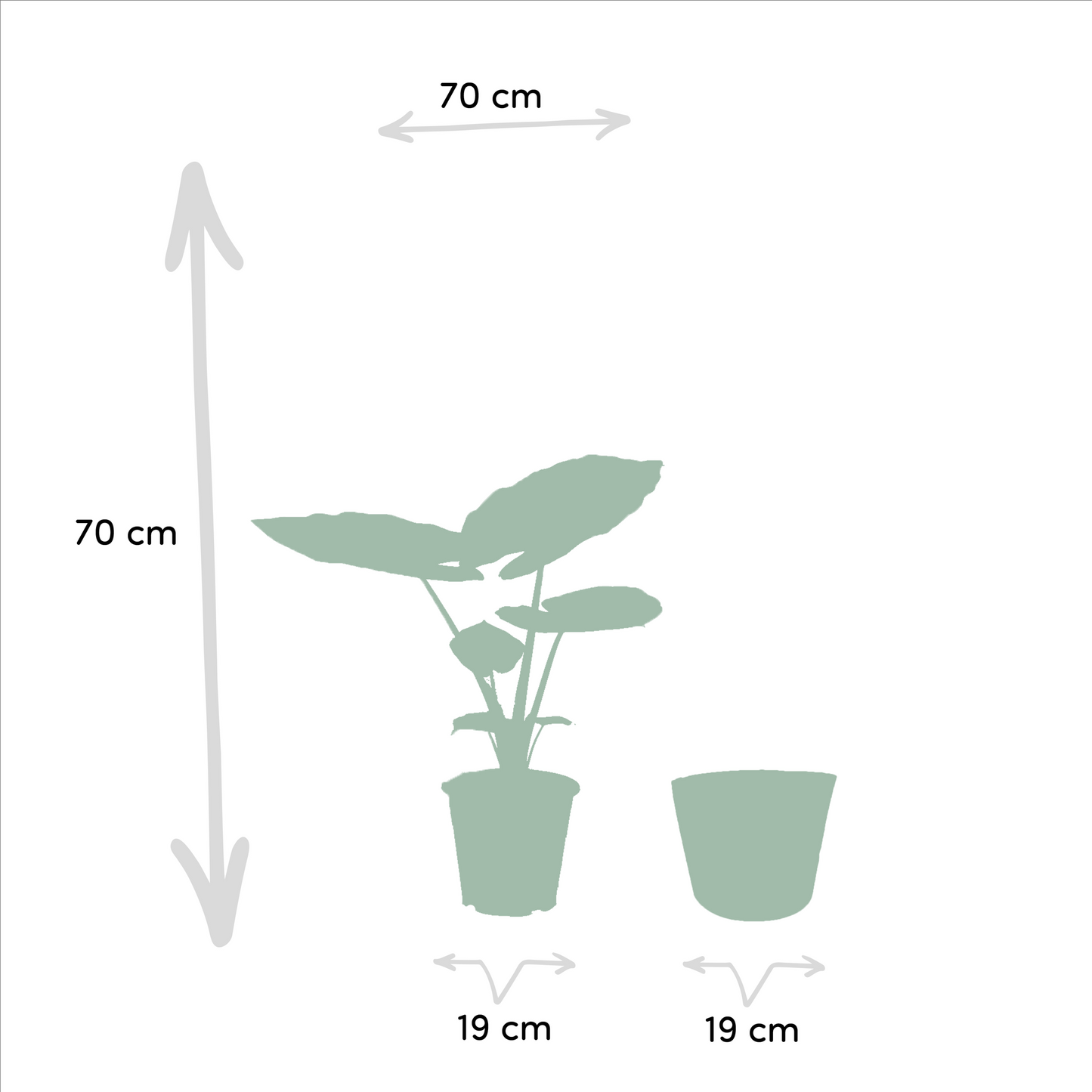 Alocasia Macrorrhiza Elefantenohr Ø19cm mit Korb Igmar