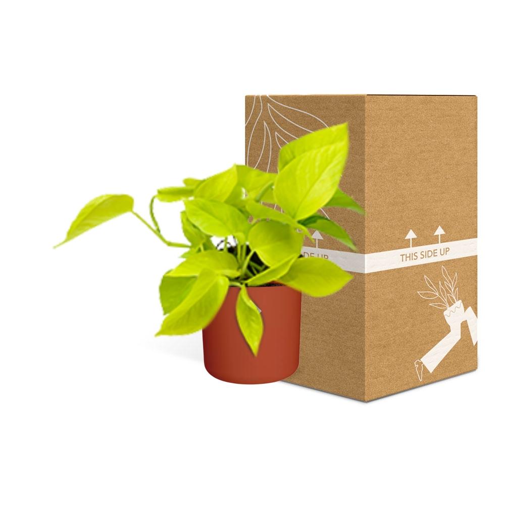 Epipremnum Pinnatum ‘Golden Pothos’ – pflegeleichte Efeutute im ELHO Topf