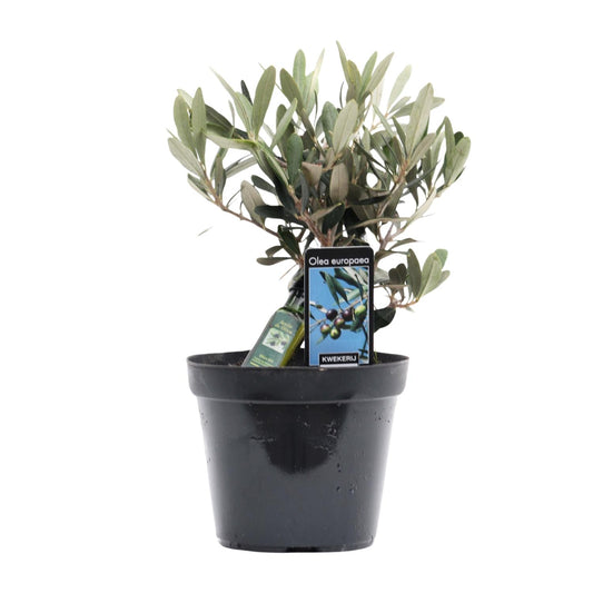 Olea Olive – Mediterraner Charme Ø13cm, 25cm hoch