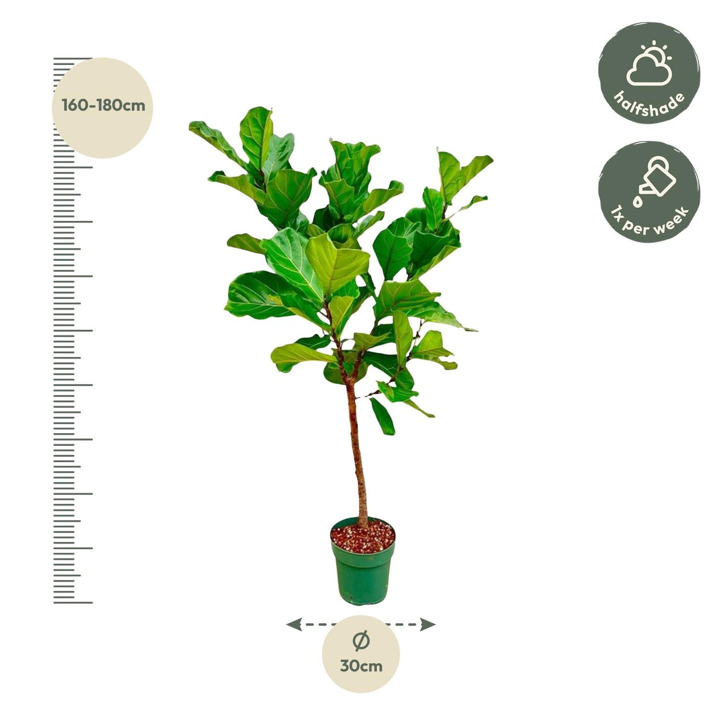 Ficus Lyrata Stamm – 170 cm – Ø 30 cm