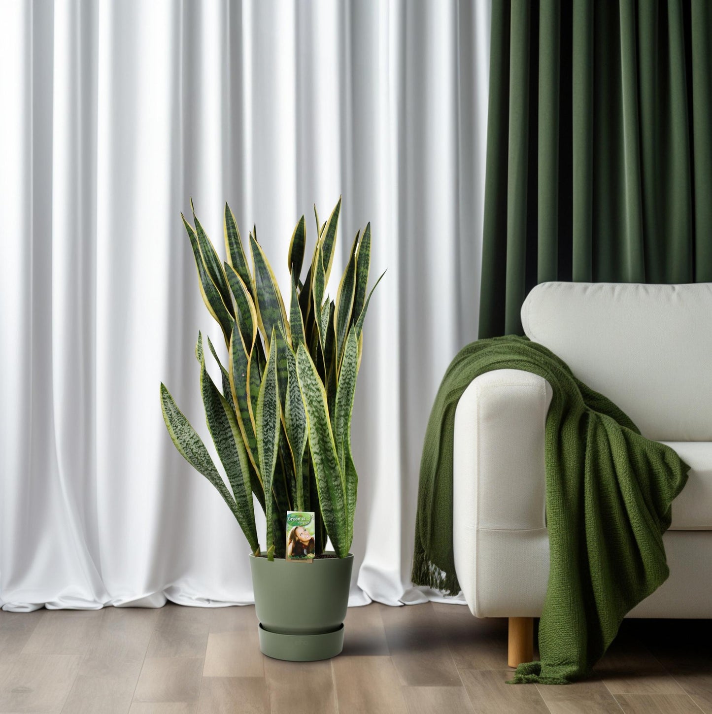 Sansevieria Laurentii – Pflegenleichter Bogenhanf Ø27cm, 100cm hoch