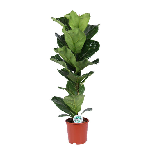 Ficus Lyrata – Elegante Geigenfeige Ø21cm, 90cm hoch