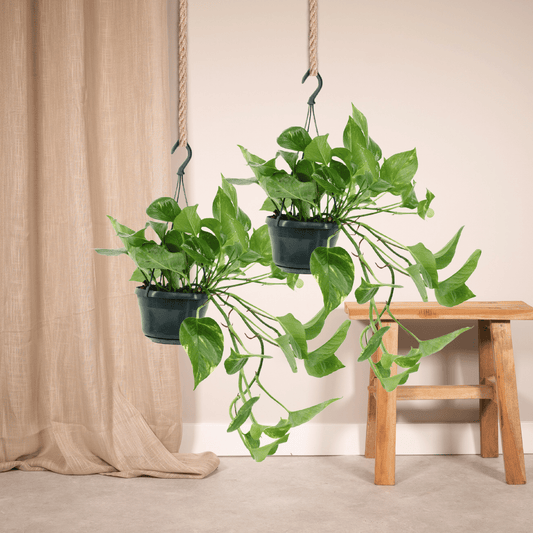 2x Epipremnum Aureum – pflegeleichter Scindapsus 25cm