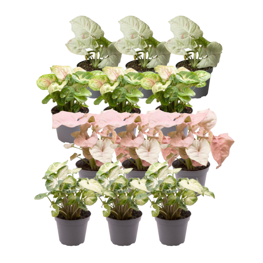 12x Syngonium Mix – Pflegenleichte Blattschmuck-Pflanzen