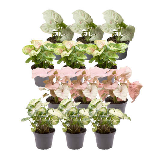 12x Syngonium Mix – Pflegenleichte Blattschmuck-Pflanzen