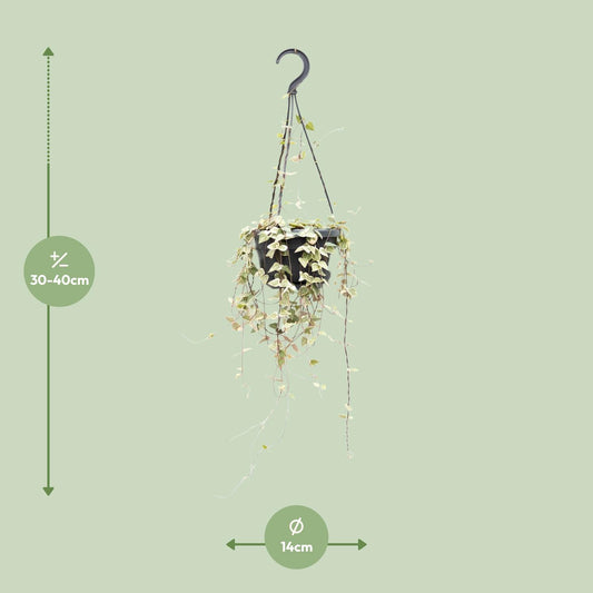 Ceropegia Woodii ssp. woodii – Herzchenpflanze Ø14cm, 50cm Höhe