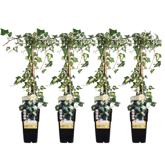 4x Hedera colchica 'Dentata Variegata' – Kletterpflanze Ø15cm, 65cm Höhe