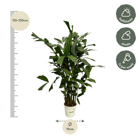 Caryota Mitis Fischschwanzpalme 130 cm Ø19cm