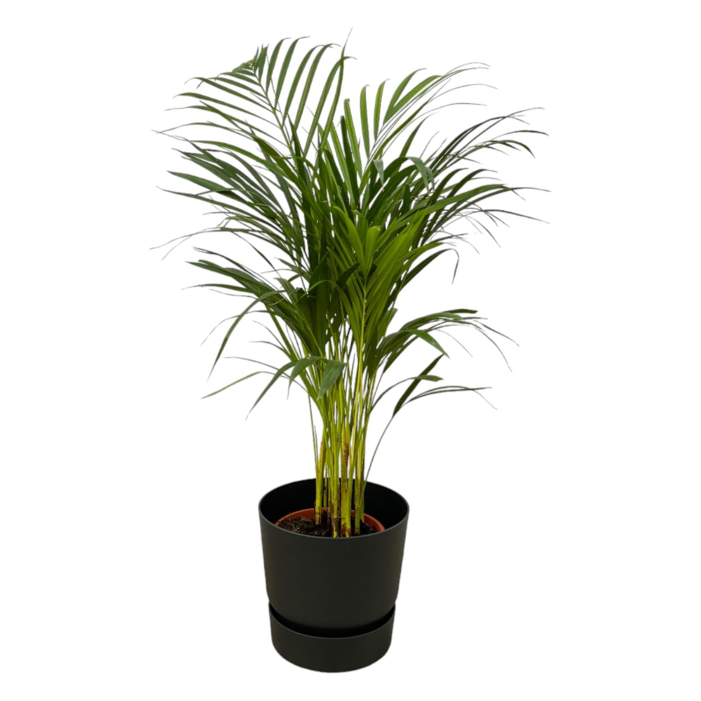Areca Palme im Elho Greenville Round Topf Ø19cm, 85cm hoch