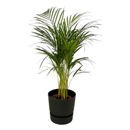 Areca Palme im Elho Greenville Round Topf Ø19cm, 85cm hoch