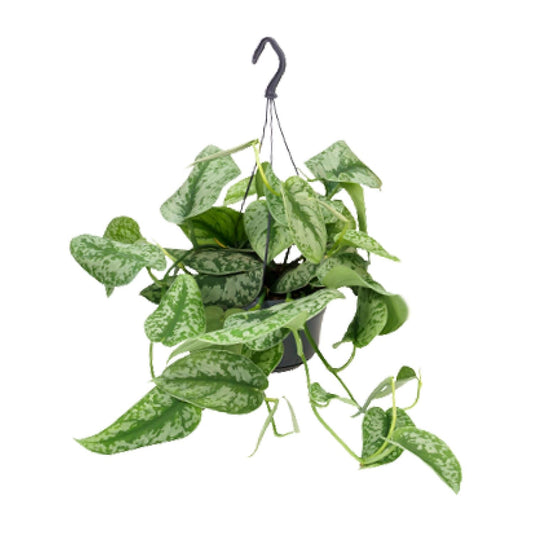Scindapsus Pictus Trebie – pflegeleichte Zimmerpflanze Ø15cm