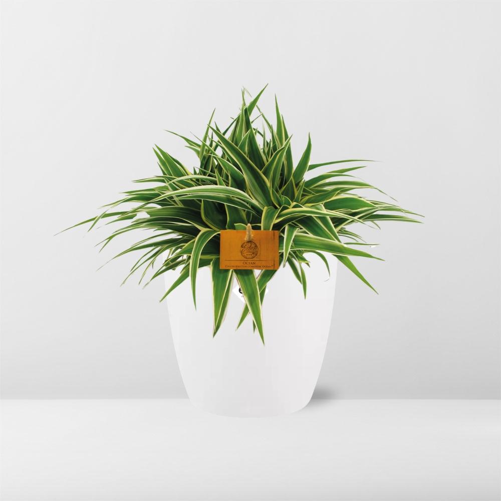 Chlorophytum Ocean 15cm in ELHO brussels 16cm weiß