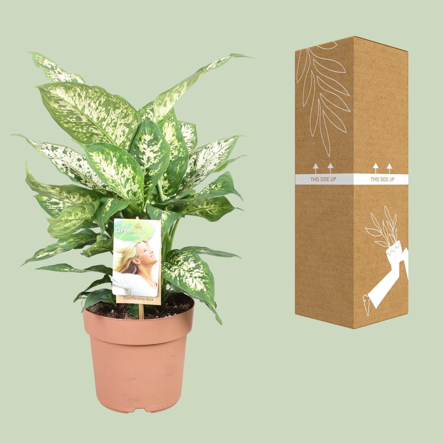 Dieffenbachia Compacta – Pflegeleichte Zimmerpflanze Ø17cm