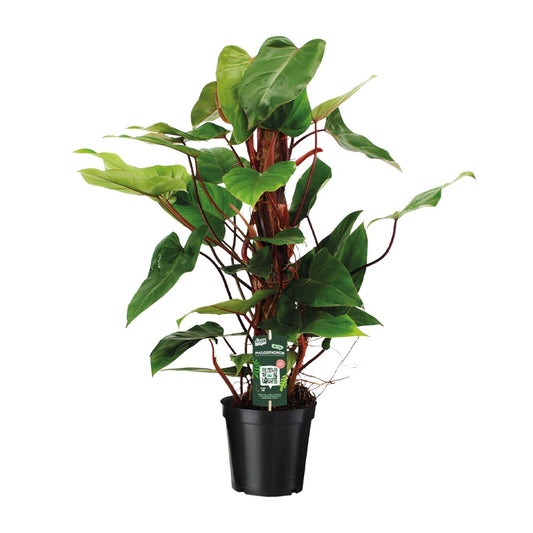 Philodendron Red Emerald – Pflegeleichte Zimmerpflanze Ø19cm