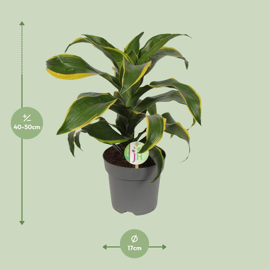 Dracaena Fragrans Grün Gelb – Pflegeleichte Zimmerpflanze Ø17cm