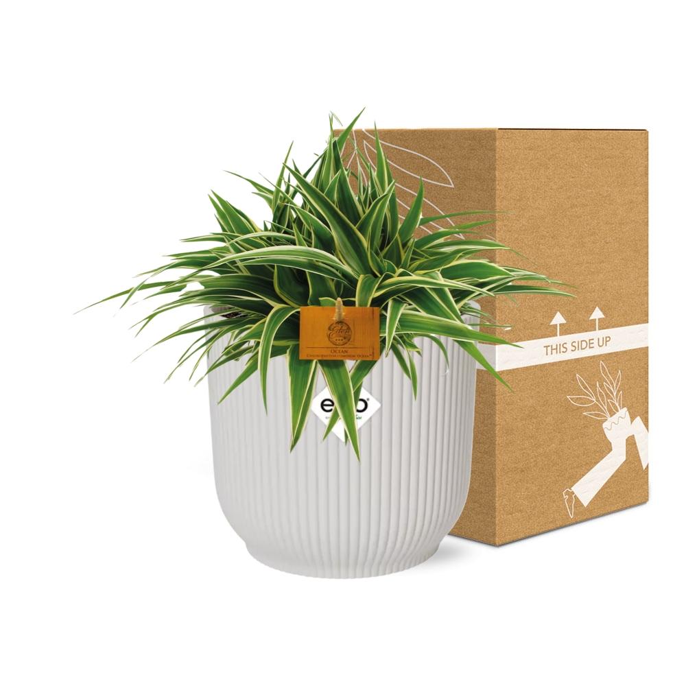 Chlorophytum Ocean 15cm in ELHO Vibes Fold weiß