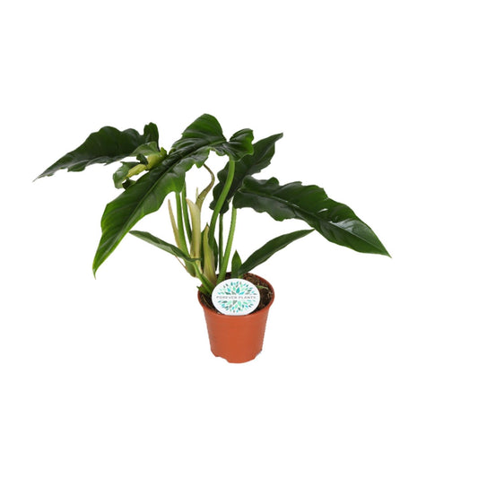 Philodendron Narrow – Pflegeleichte & elegante Zimmerpflanze Ø14cm