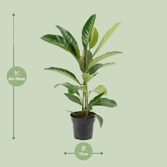 Ficus Benghalensis Roy – Pflegeleichte Zimmerpflanze Ø17cm, 70cm hoch
