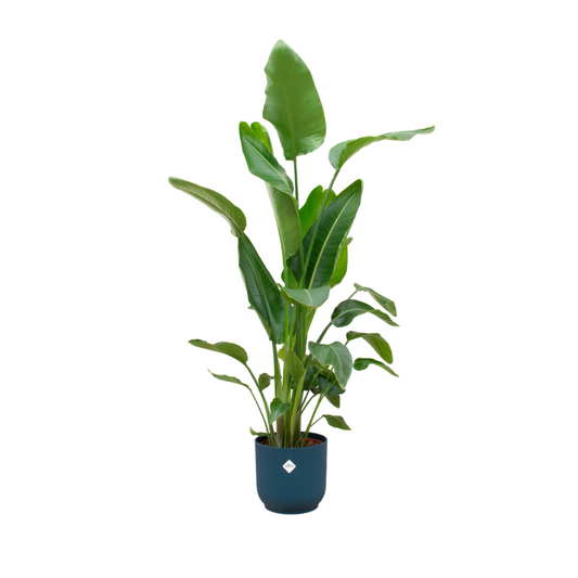 Strelitzia Nicolai mit elho Vibes Fold Round Topf Ø30 cm, 180 cm