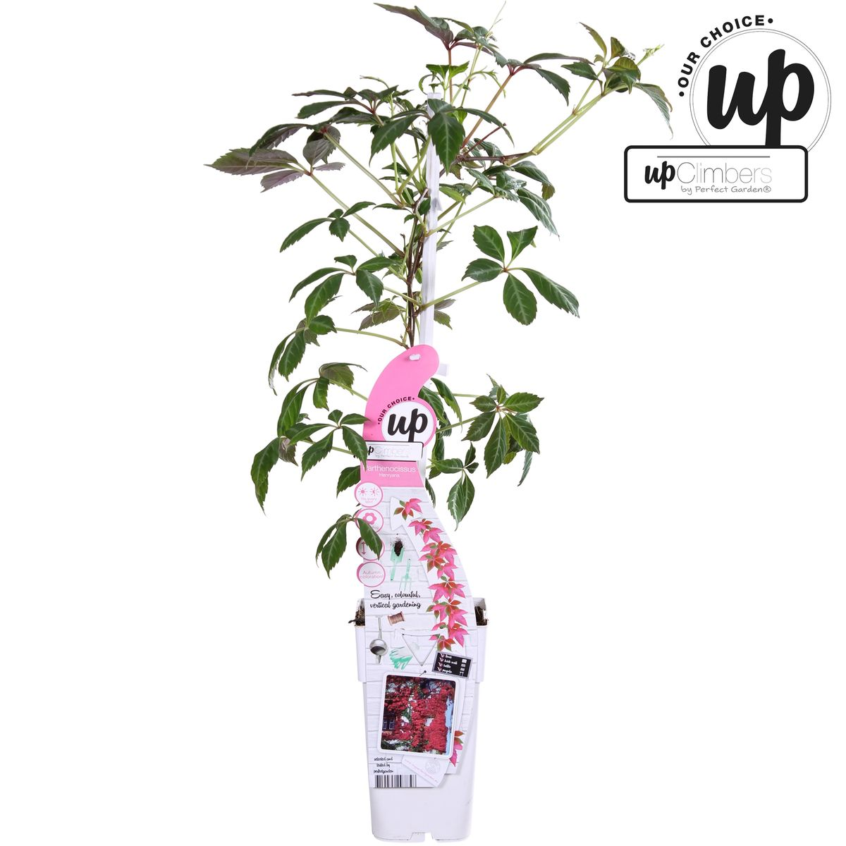 Parthenocissus henryana – Farbfrohe Kletterpflanze Ø15cm